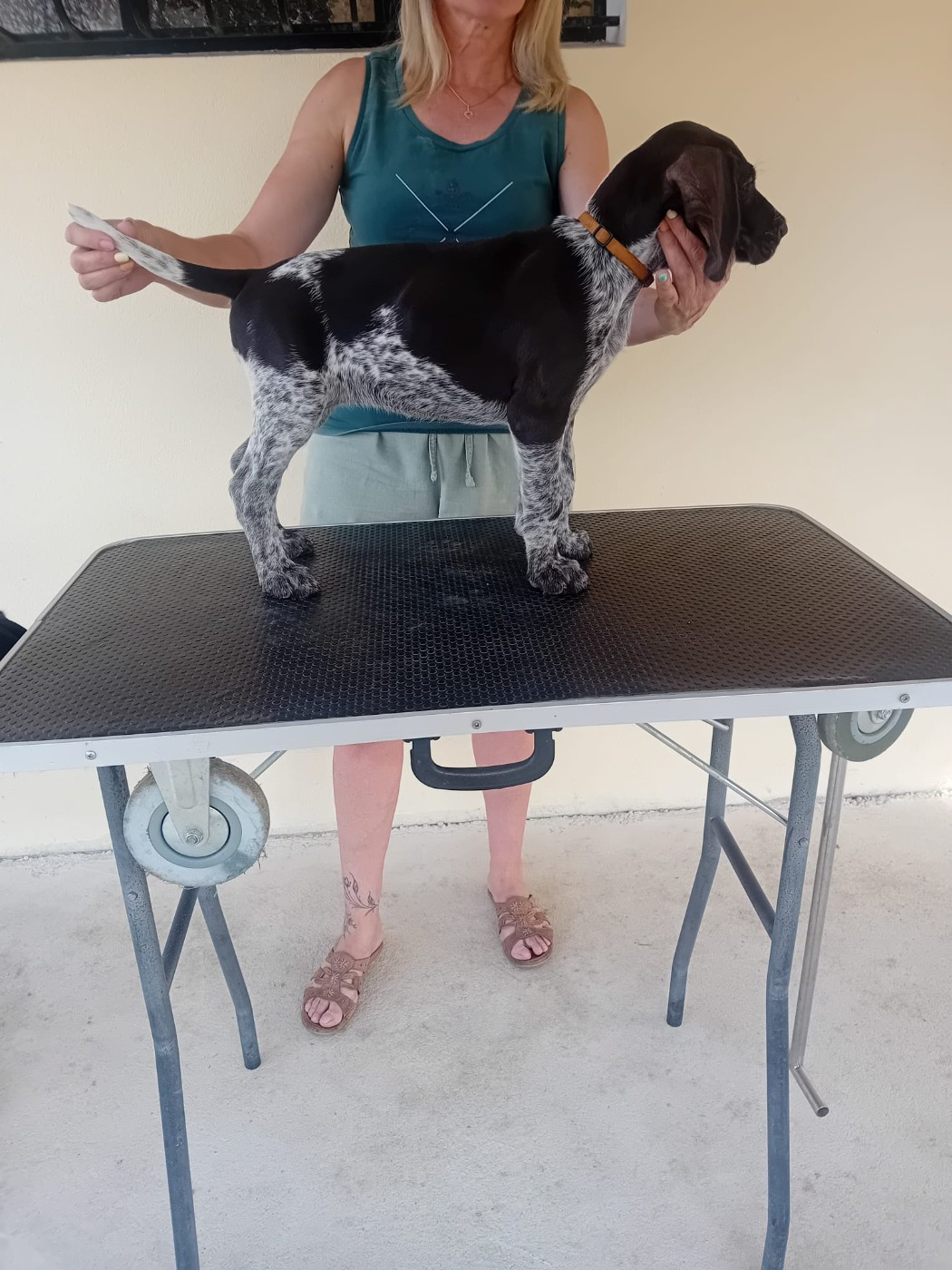 Du Plateau Des Bruyères - Chiots disponibles - Chien d'arrêt allemand à poil dur
