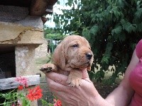 CHIOT